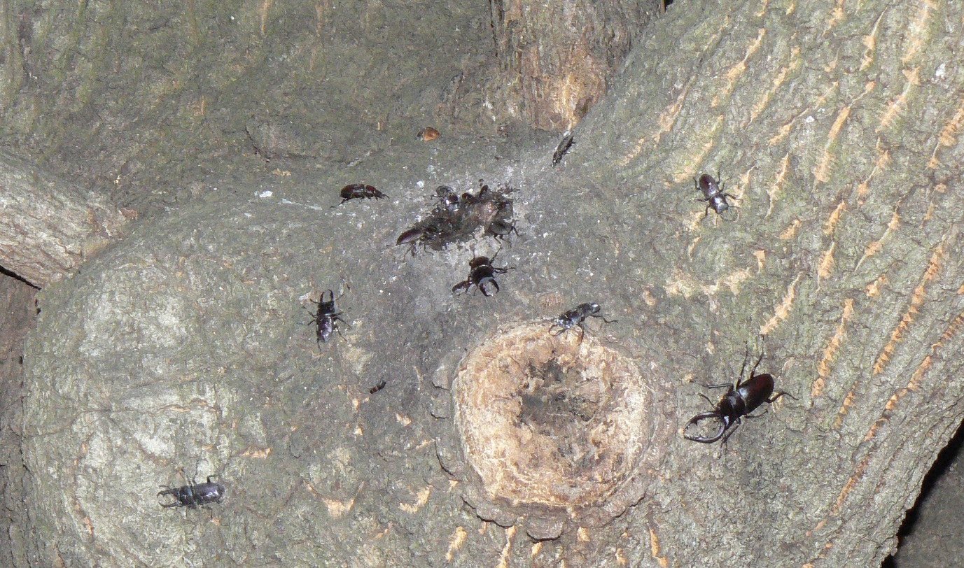 大木クヌギ_目線中央の樹液_コクワガタ6♂3♀、ノコギリクワガタ1♂1♀_2021年6月18日20時20分頃 気温23度